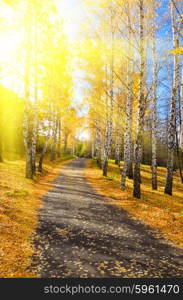 Pathway in sunny autumn forest