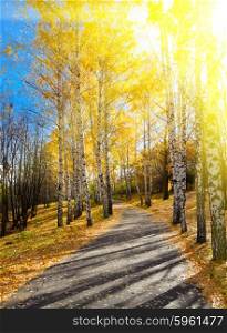 Pathway in sunny autumn forest