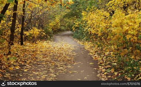 Pathway in the autumn forest