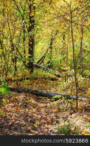 Pathway in the autumn forest