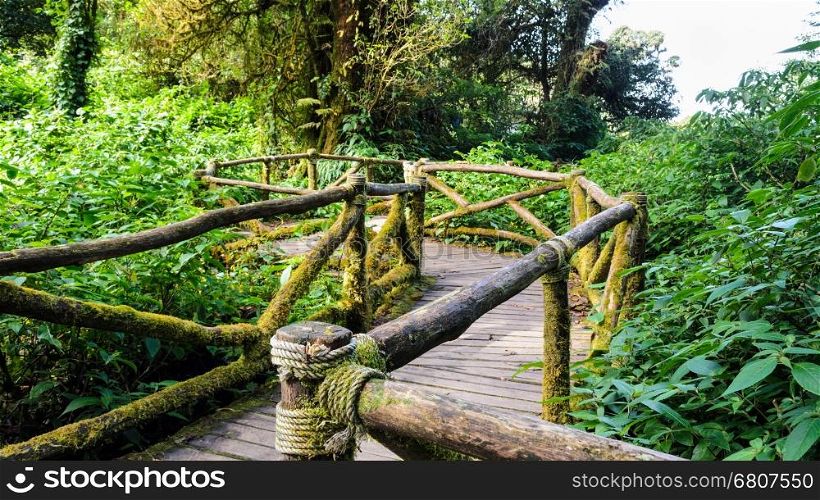 Pathway in the forest made of wooden on Doi Inthanon mountain at Chiang Mai province, Thailand