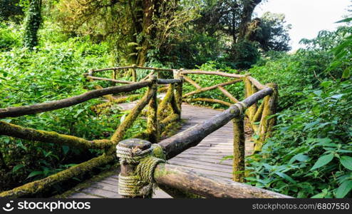 Pathway in the forest made of wooden on Doi Inthanon mountain at Chiang Mai province, Thailand