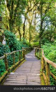 Pathway in the forest made of wooden on Doi Inthanon mountain at Chiang Mai province, Thailand