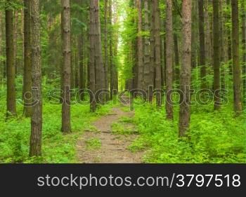 pathway in the forest of tall trees