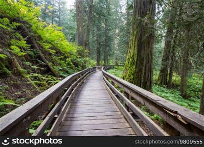 Pathway  in the sequoia forest