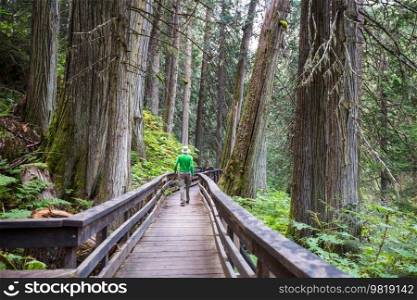 Pathway  in the sequoia forest