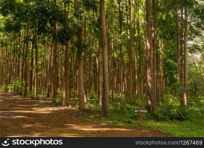 Pathway of the Wai Koa Loop trail or track leads through plantation of Mahogany trees in Kauai, Hawaii, USA. Mahogany plantation and the Wai Koa Loop trail in Kauai, Hawaii