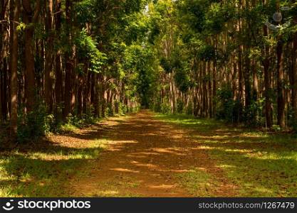 Pathway of the Wai Koa Loop trail or track leads through plantation of Mahogany trees in Kauai, Hawaii, USA. Mahogany plantation and the Wai Koa Loop trail in Kauai, Hawaii