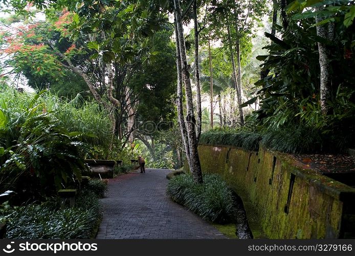 Pathway surrounded with vegetation in Bali