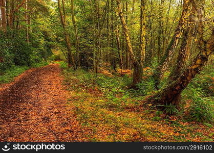 Pathway through avenue of Autumn Fall color forest trees