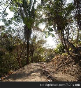 Pathway through Costa Rica landscape