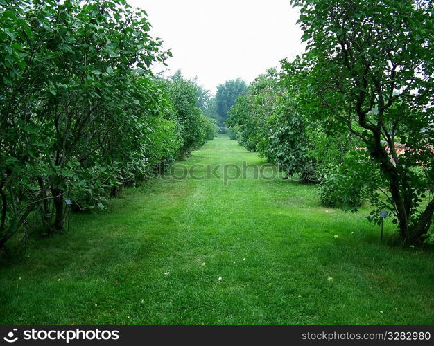 Pathway through field of trees.