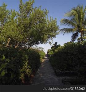 Pathway through gardens at Parrot Cay