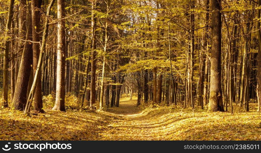 Pathway through the autumn forest