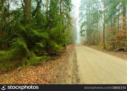 Pathway through the misty autumn forest on foggy day. Autumnal scenery, beauty landscape. Fall trees and leaves.