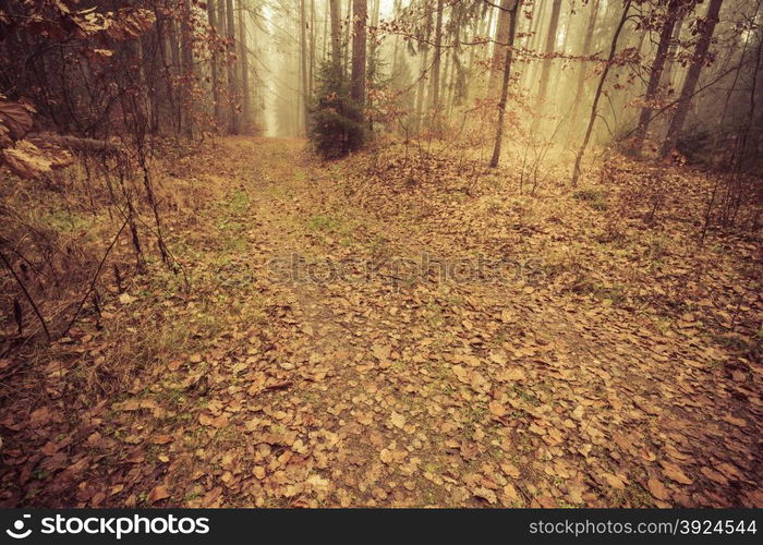 Pathway through the misty autumn forest on foggy day. Autumnal scenery, beauty landscape. Fall trees and leaves.