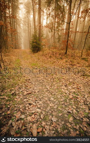 Pathway through the misty autumn forest on foggy day. Autumnal scenery, beauty landscape. Fall trees and leaves.