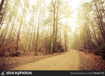 Pathway through the misty autumn forest on foggy day. Autumnal scenery, beauty landscape. Fall trees and leaves.