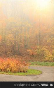 Pathway through the misty autumn park on foggy day. Autumnal scenery, beauty landscape. Fall trees and leaves.