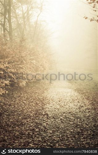 Pathway through the misty autumn park on foggy day. Autumnal scenery, beauty landscape. Fall trees and leaves.