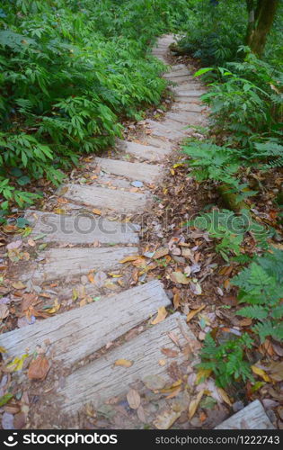 pathway to the wood