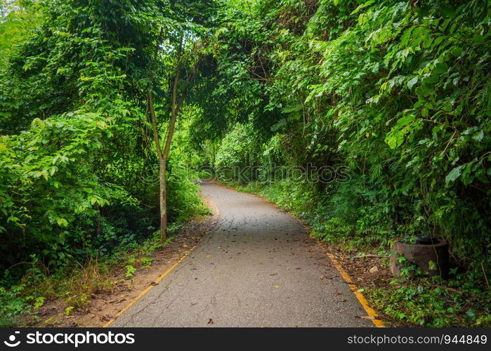 Pathway with green trees tunnel corridor, Kanchanaburi, Thailand. Way through national park garden in summer season. Natural landscape background.