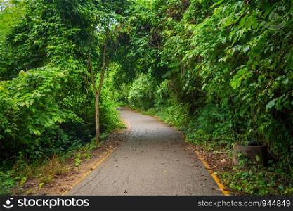Pathway with green trees tunnel corridor, Kanchanaburi, Thailand. Way through national park garden in summer season. Natural landscape background.