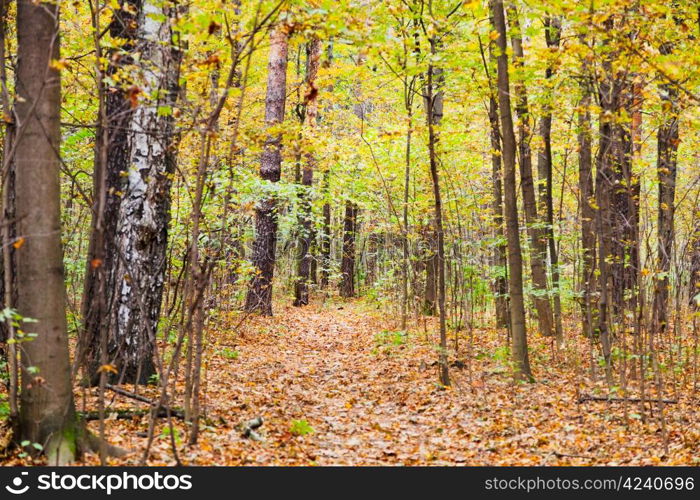 pathway with leaf litter in autumn forest