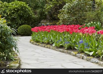 Pathway with red tulips leading into the woods