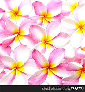 Pattern background of pink Plumeria or Fangipani flower