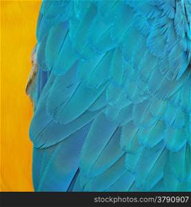 Pattern blue bird feathers, Blue and Gold Macaw feathers, texture background