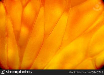 Pattern lemon; Photo cells (granules) of orange (lemon, grapefruit) close-up. For background.