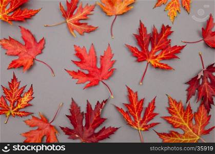 Pattern of autumn colorful fallen leaves on grey background with copy space