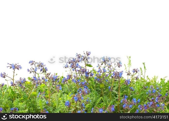 Pattern of blue flowers and grass isolated on white