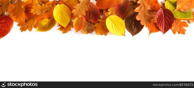 Pattern of colorful autumn leaves border frame design isolated on white background with copy space for text. Autumn leaves border on white
