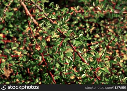 Pattern of green and red branches and leaves close up. Pattern of green and red branches and leaves