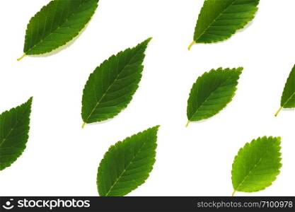 Pattern of green leaves of different sizes on a white background.