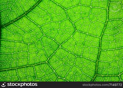Pattern of green leaves with macro photography