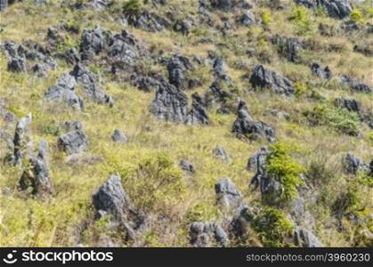 pattern of green tree and stone in the mountain landscape.