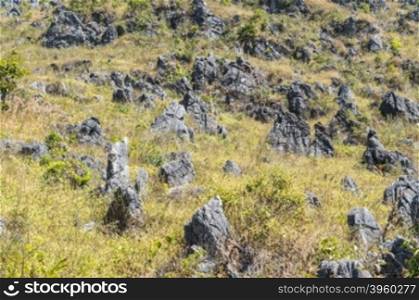 pattern of green tree and stone in the mountain landscape.