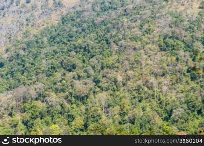 pattern of green tree in the mountain landscape.