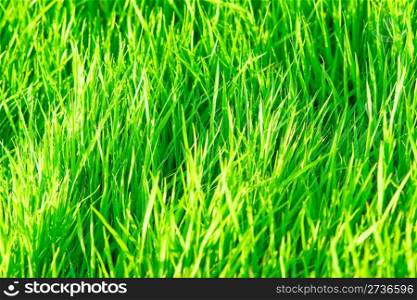 Pattern of lush green grass in daylight