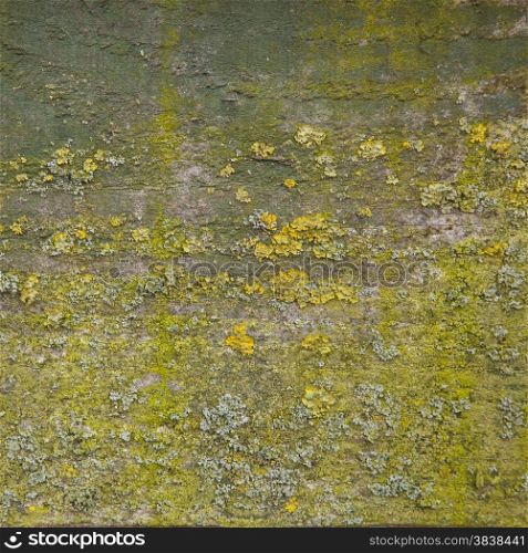 pattern of moss in shades of green on old wood