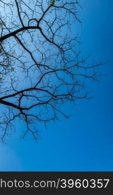 pattern of tree branch and blue sky