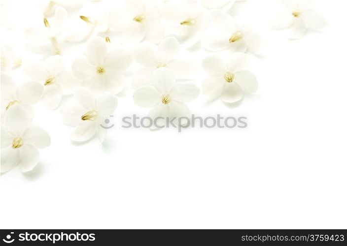 Pattern of tropical white and fragrant flower, Wild Water Plum (Wrightia religiosa), isolated on white