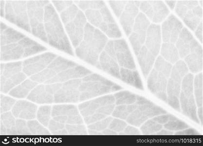 Pattern of white leaves in a macro for nature background.