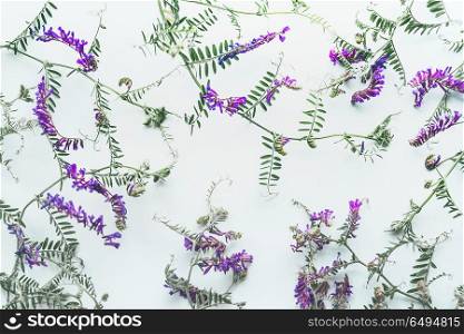 Pattern of wild flowers on white background, top view, flat lay. Mouse pea. Vetch multicolor (Vicia cracca)