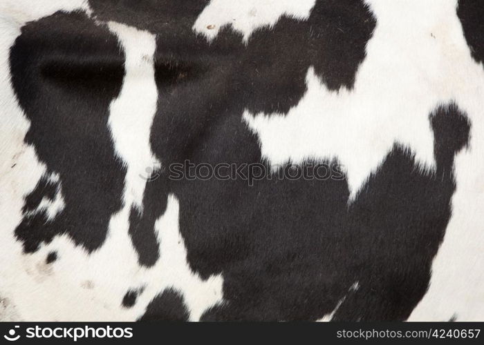 pattern on the side of a black and white cow