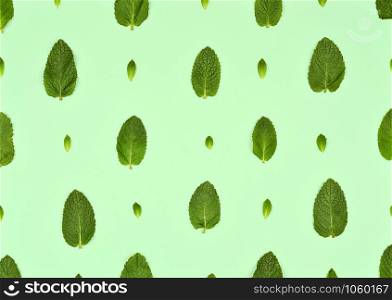 Pattern with mint leaves isolated on mint background. Set of peppermint leaves. Mint leaf Pattern. Flat lay. Top view.. Pattern with mint leaves isolated on mint background. Set of peppermint leaves.