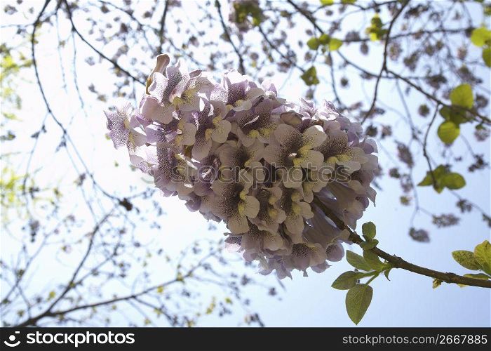 Paulownia flower